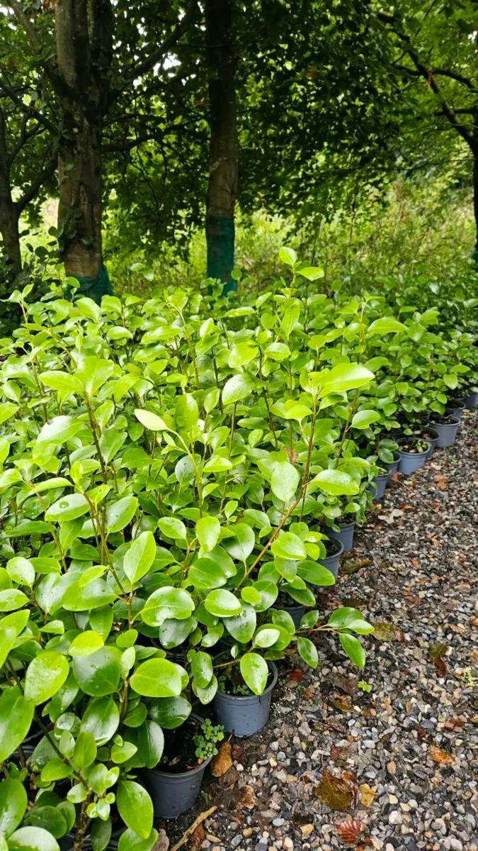 Griselina Hedging Two Foot - Image 4