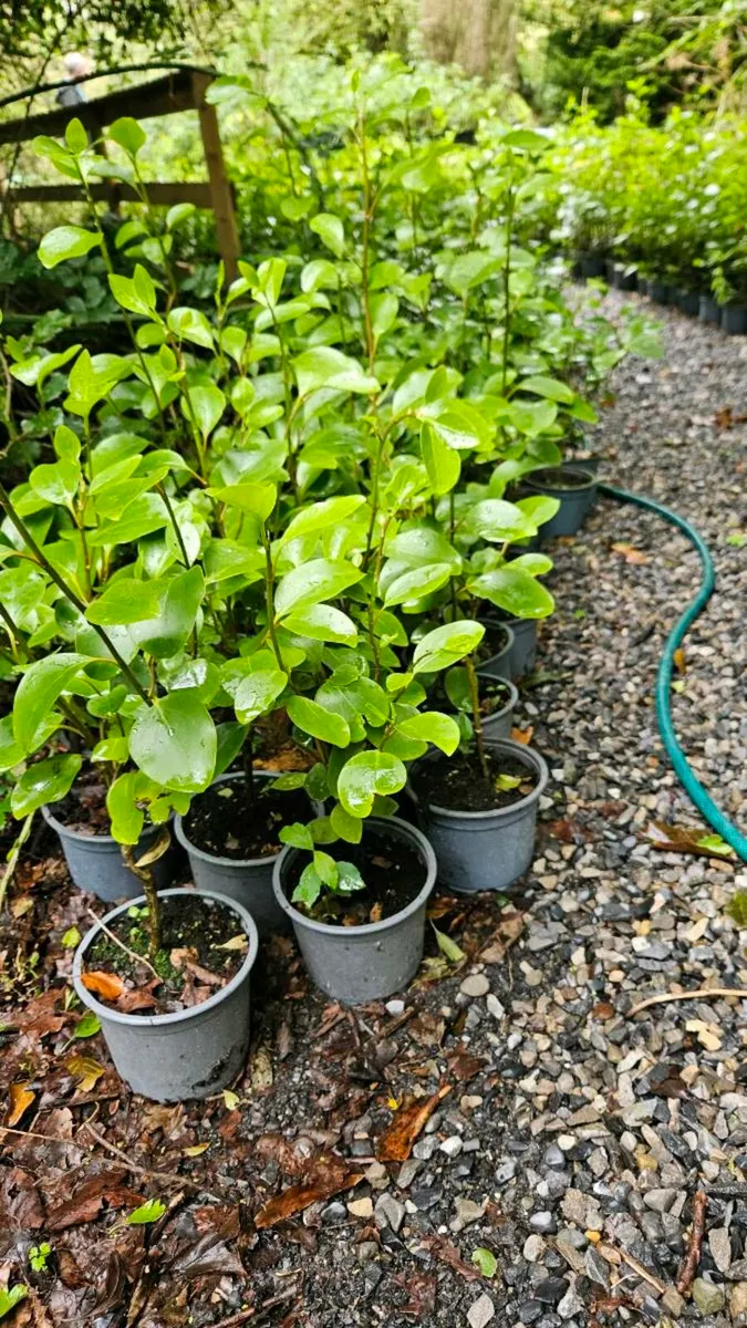 Griselina Hedging Two Foot - Image 2