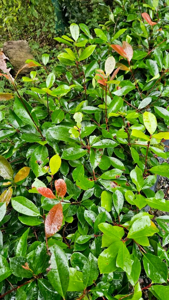 Griselina Hedging Two Foot - Image 3