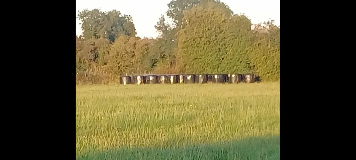 Bales of haylage