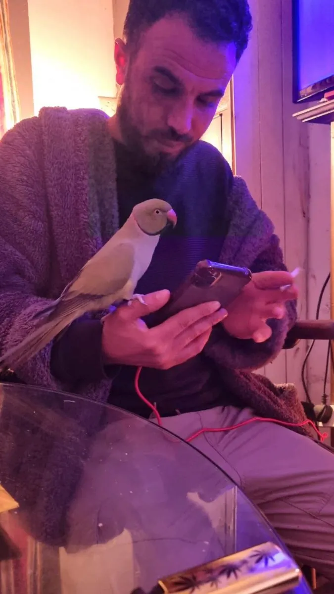 Indian ring neck - Image 3