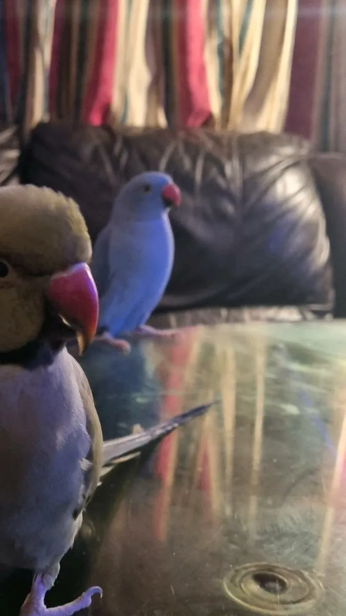 Indian ring neck - Image 2