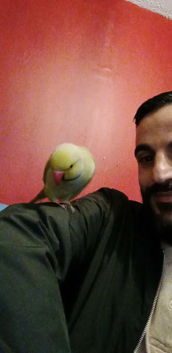 Indian ring neck - Image 4