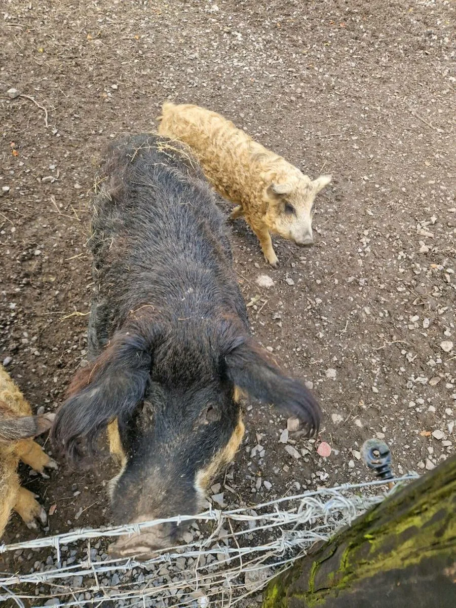 Mangalitsa pig boar and sow and goats - Image 2