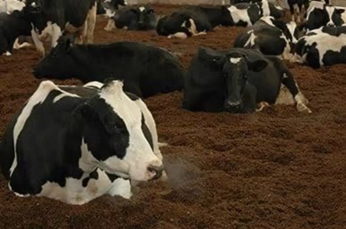 Moss for bedding cattle cattle horses best quality - Image 3
