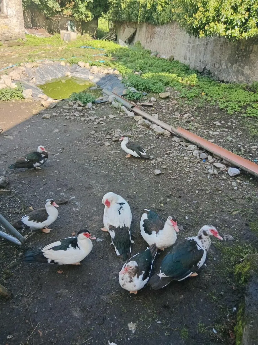 Lovely young duck and drakes - Image 3