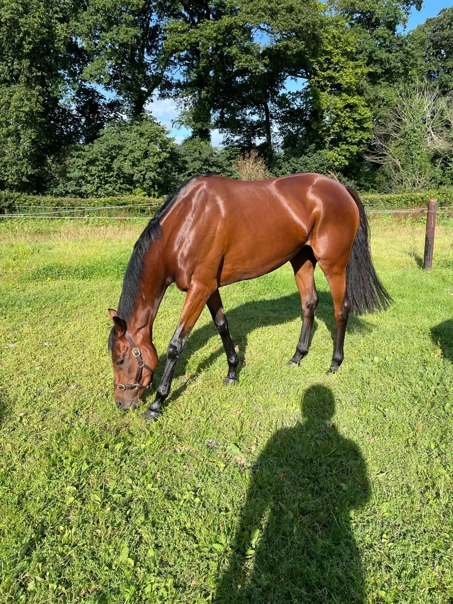 In foal to performance Connemara - Image 2