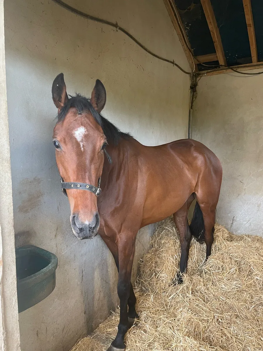 In foal to performance Connemara - Image 1