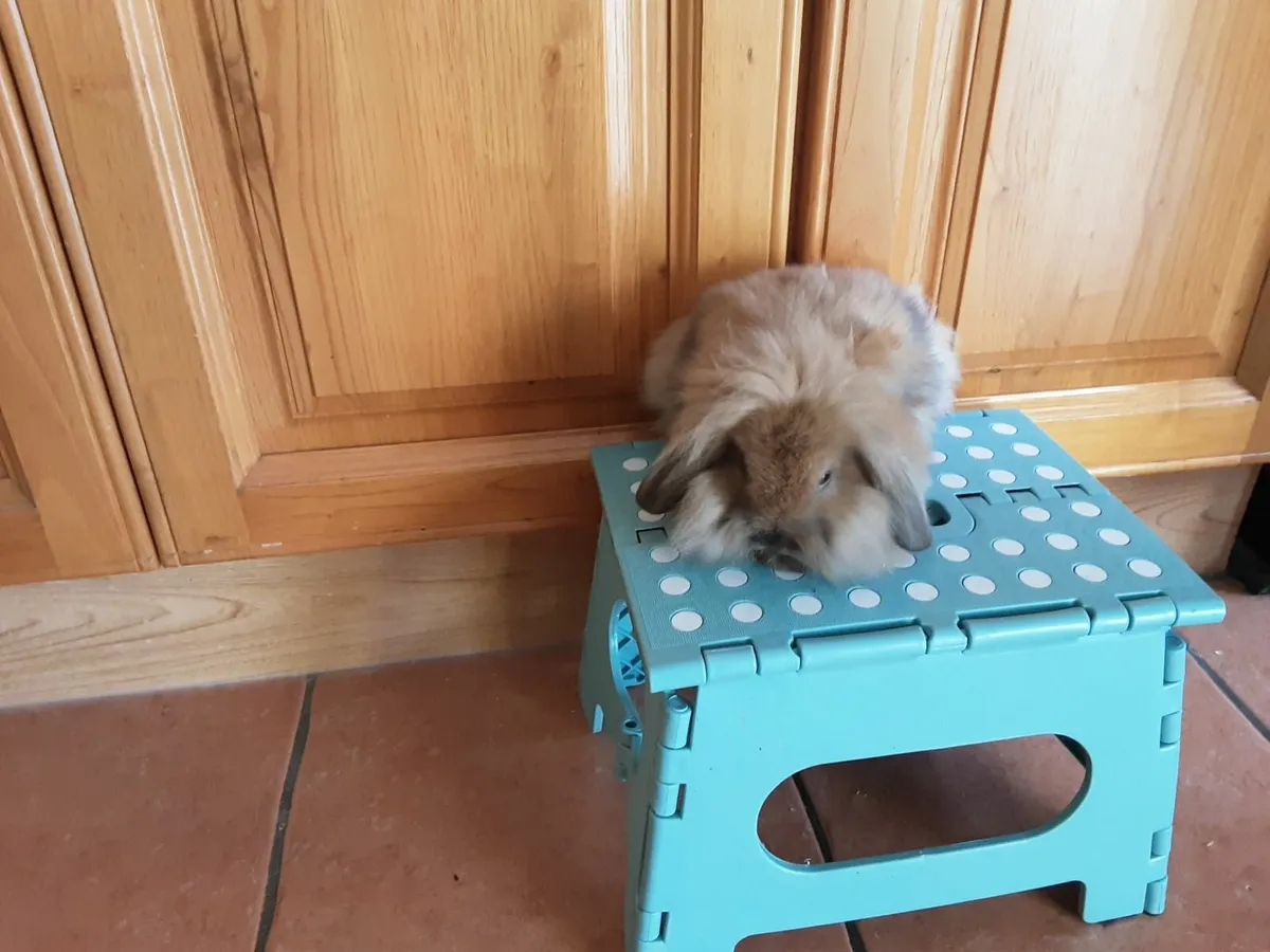 Mini lops and lionhead lops - Image 2