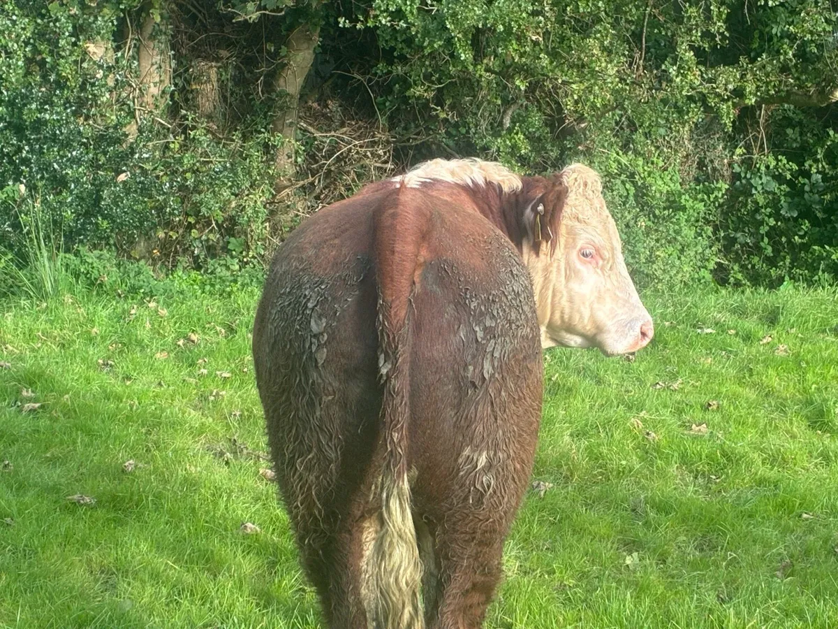2 Hereford Bulls - Image 2