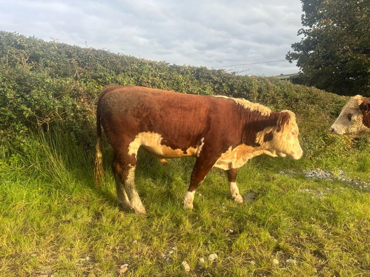 2 Hereford Bulls - Image 3
