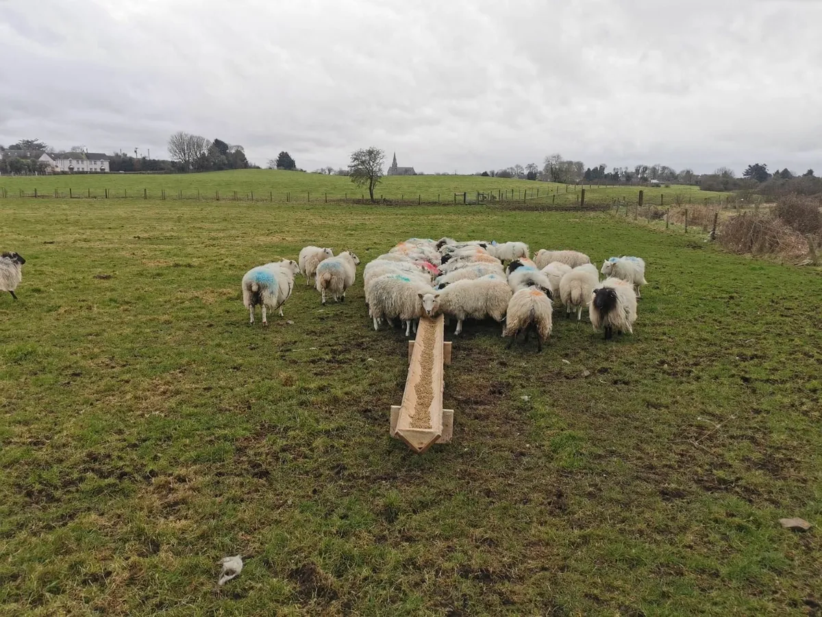 Lambing pens, sheep hurdles, gates,troughs & slats - Image 3
