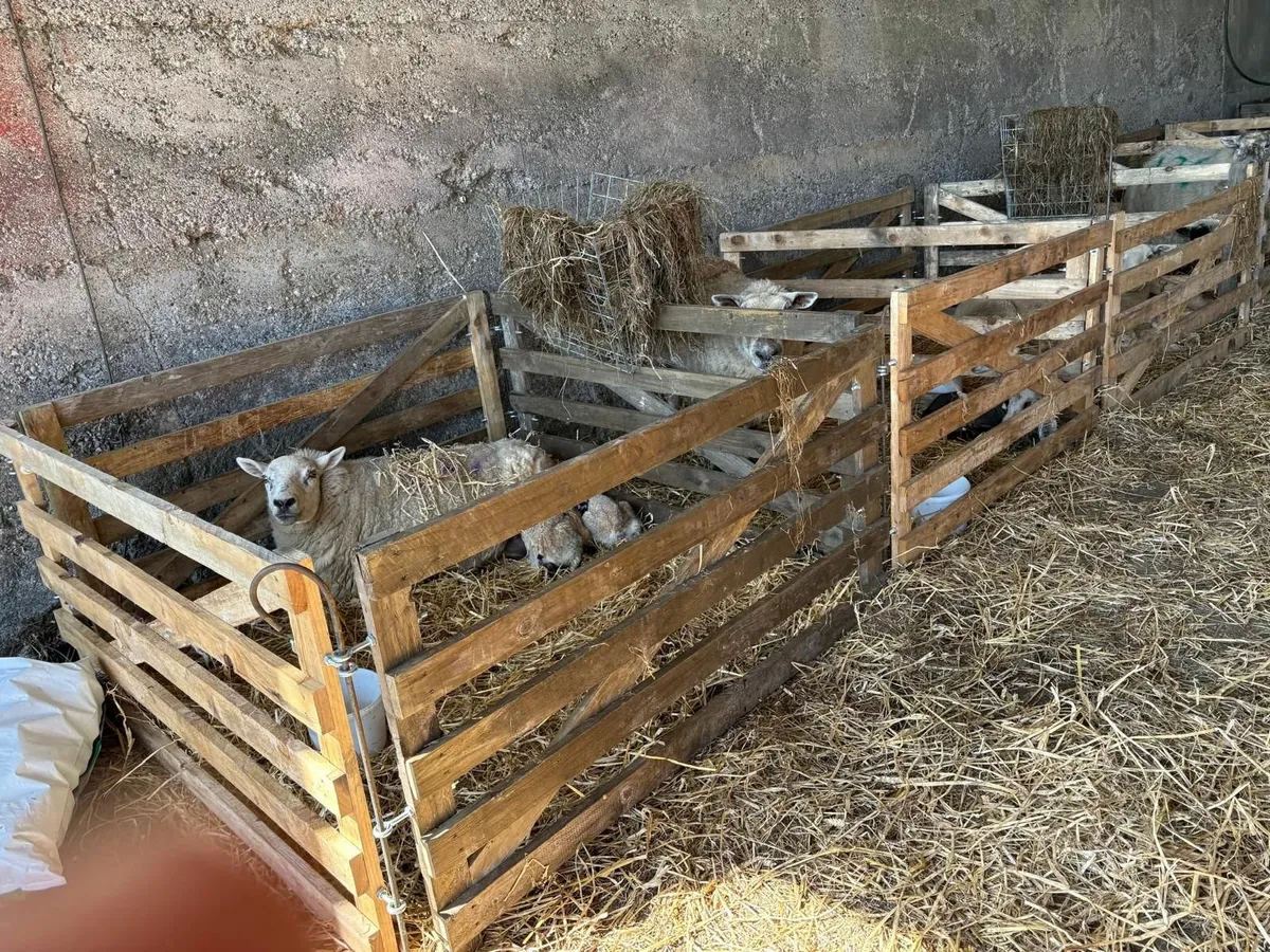 Lambing pens, sheep hurdles, gates,troughs & slats - Image 2