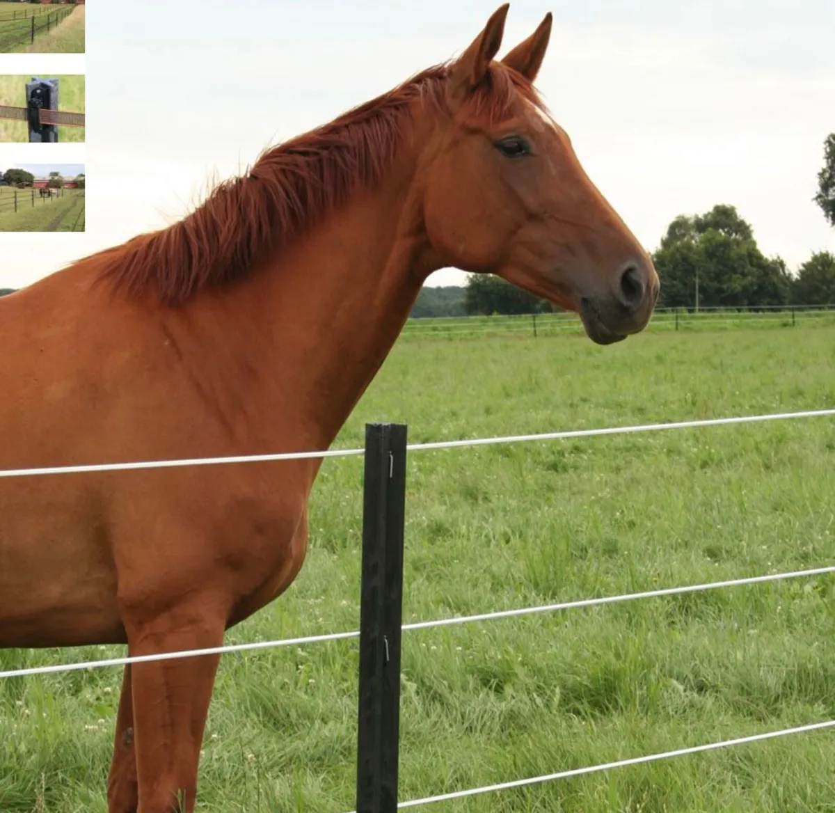 Gallagher eco horse stake 1.5 metre - Image 1