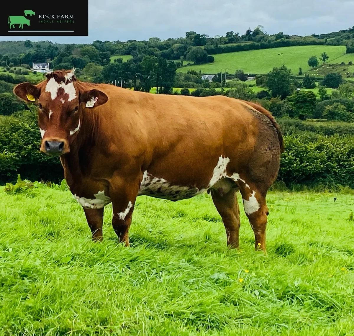 🔥 ROCK FARM INCALF HEIFER SALE 2025 AT ELPHIN 🔥 - Image 1
