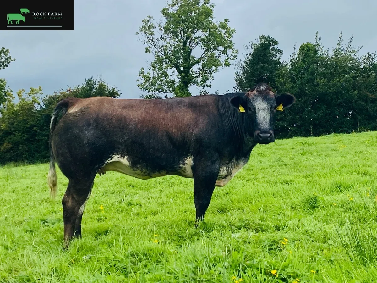 🔥 ROCK FARM INCALF HEIFER SALE 2025 AT ELPHIN 🔥 - Image 2