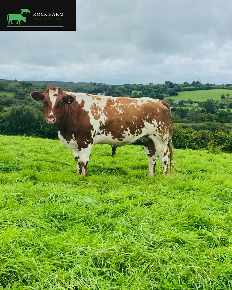 🔥 ROCK FARM INCALF HEIFER SALE 2025 AT ELPHIN 🔥 - Image 3