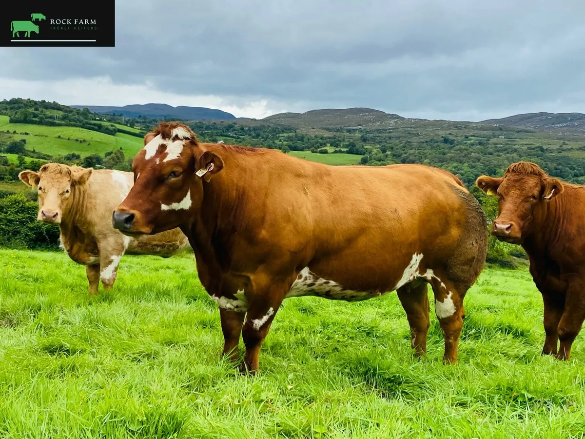 🔥 ROCK FARM INCALF HEIFER SALE 2025 AT ELPHIN 🔥 - Image 4