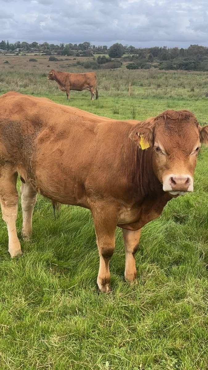 💥💥PEDIGREE LIMOUSIN BULLS💥💥 - Image 2