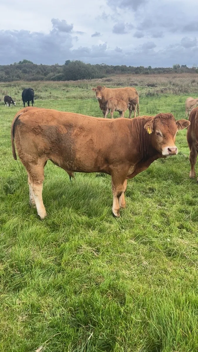 💥💥PEDIGREE LIMOUSIN BULLS💥💥 - Image 4