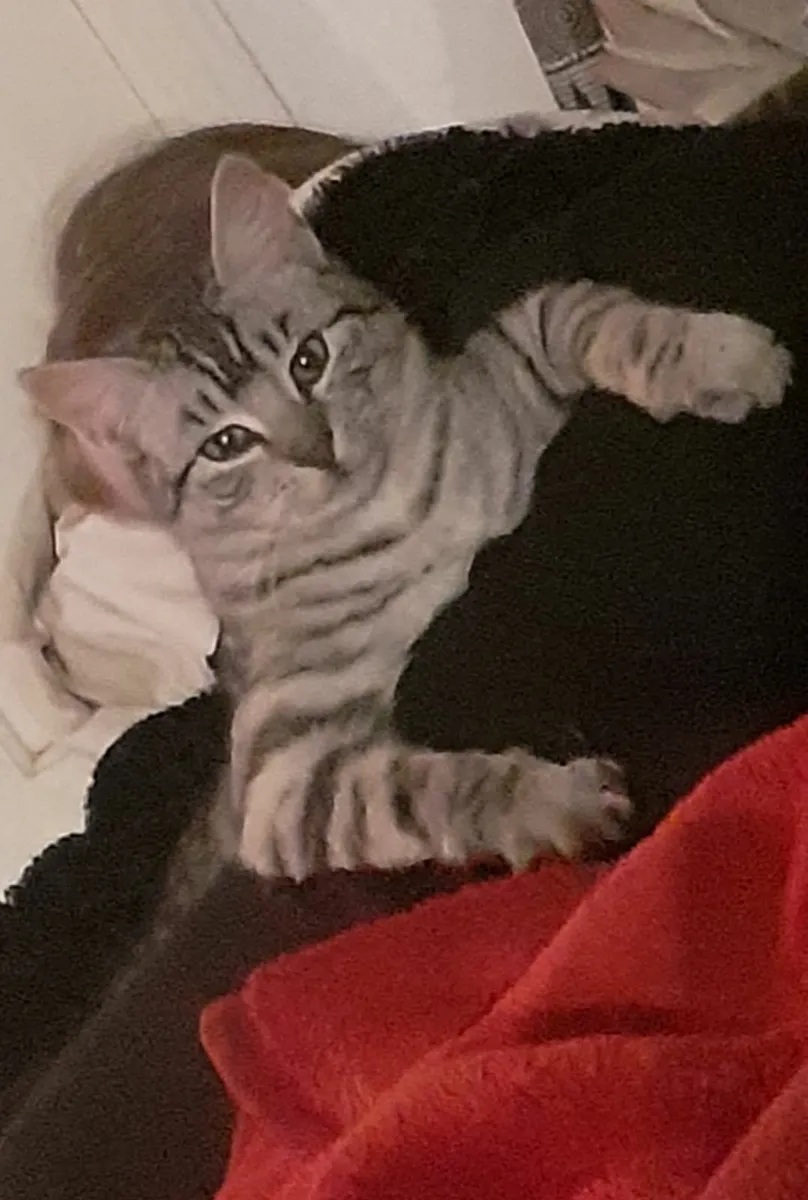 Cat - Image 2
