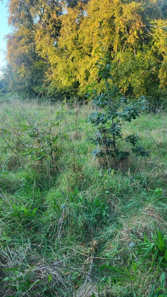 Tree saplings - Image 1