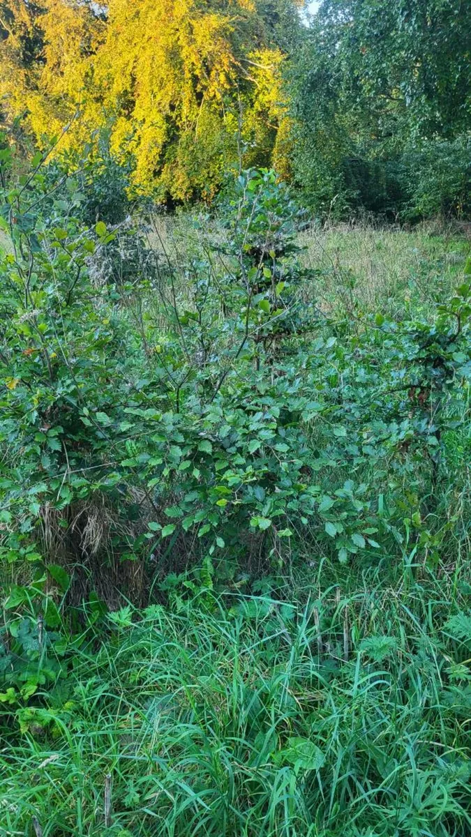 Tree saplings - Image 3