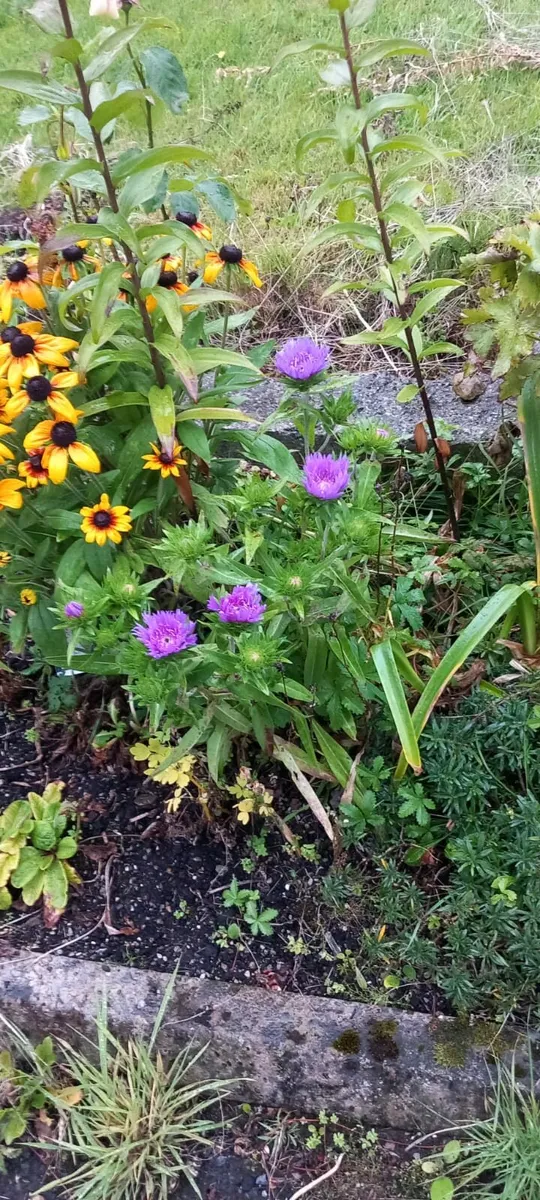 Great selection of interesting stalls - Image 3