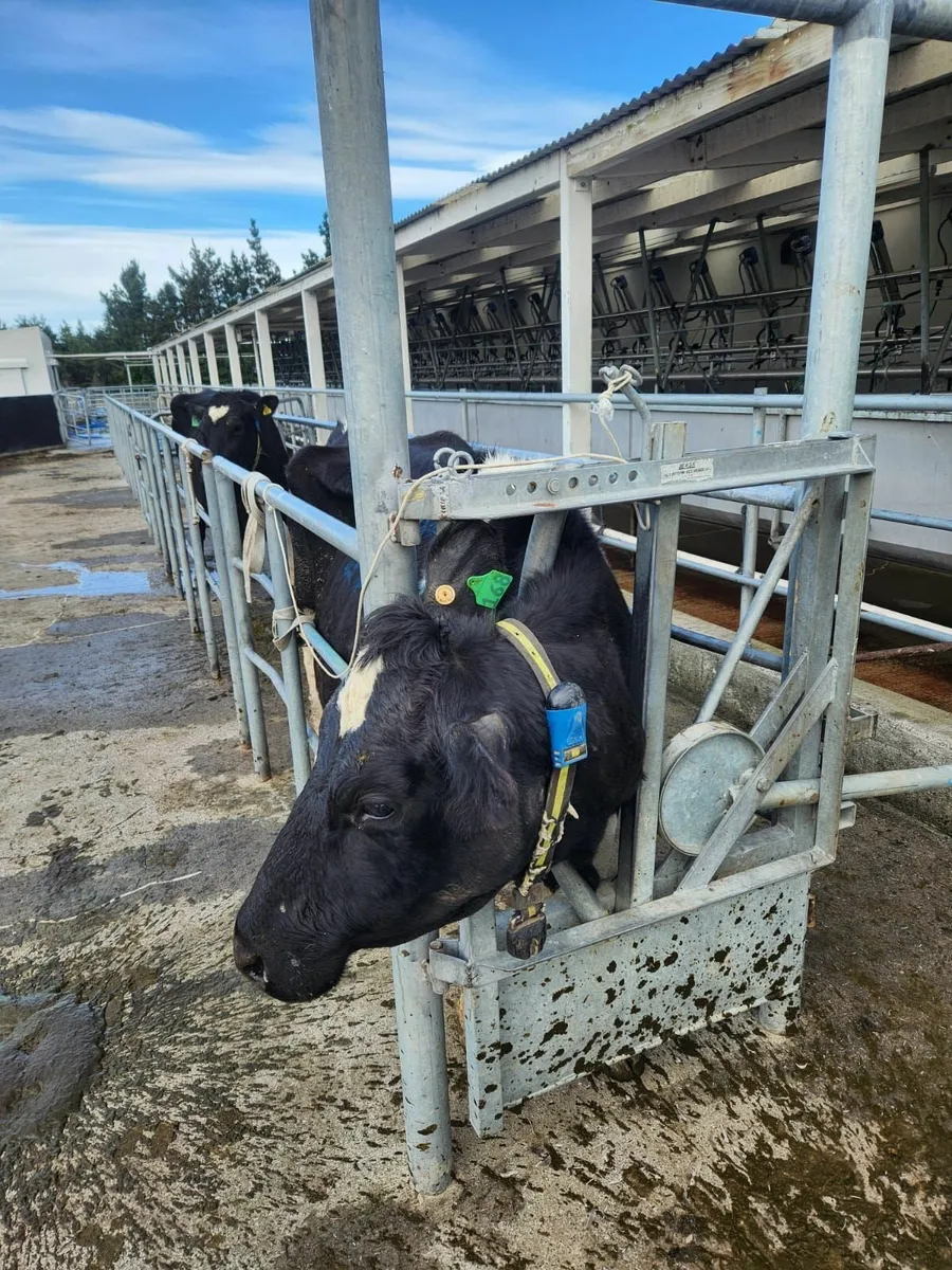 Cow scanning NO ARMING 0873896275 - Image 4