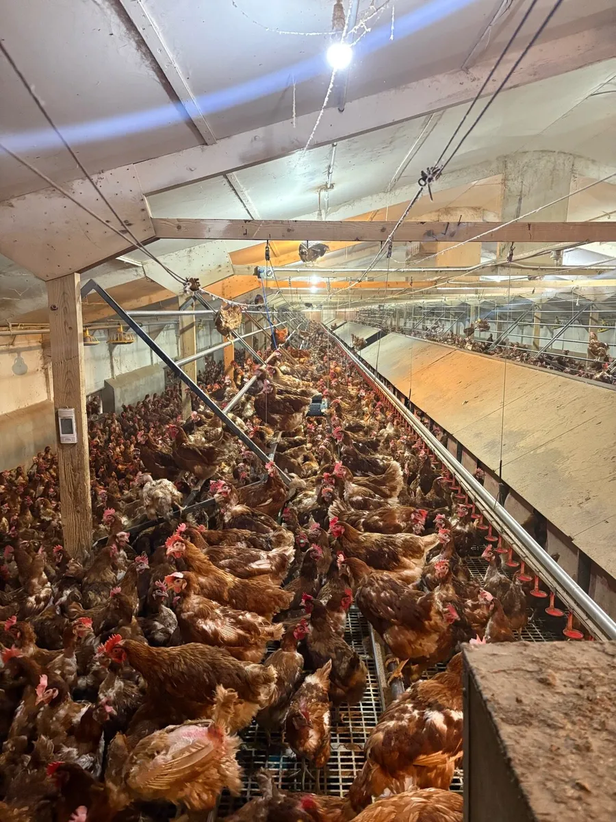 Complete Jansen Nest System - Image 1