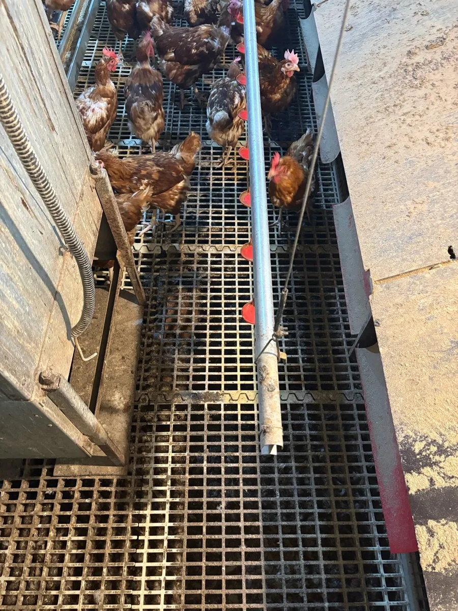 Complete Jansen Nest System - Image 2