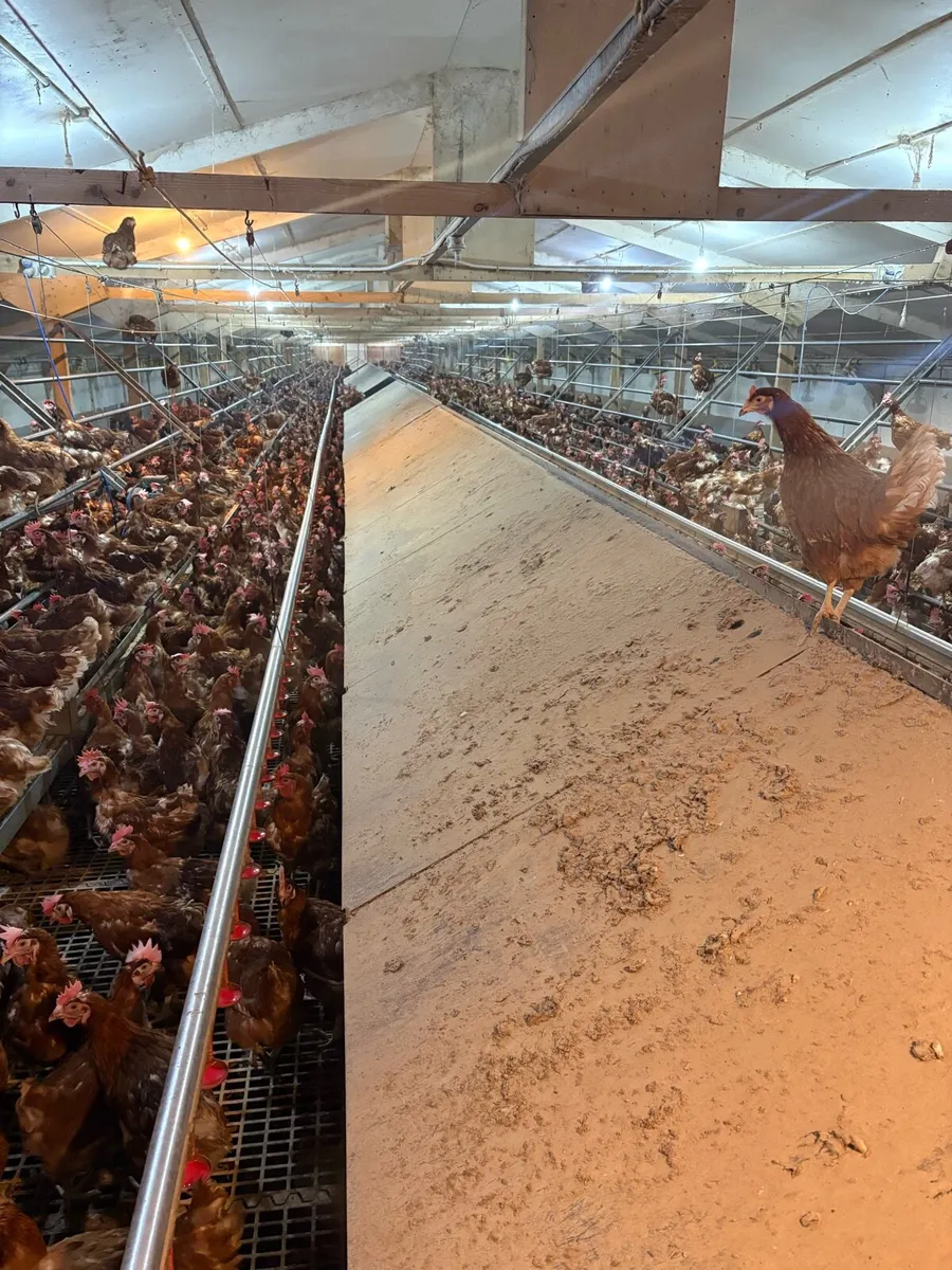 Complete Jansen Nest System - Image 3