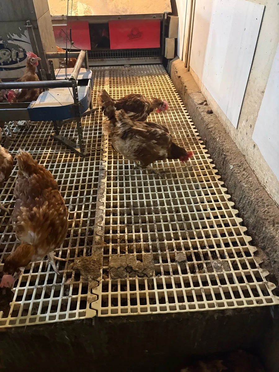 Complete Jansen Nest System - Image 4