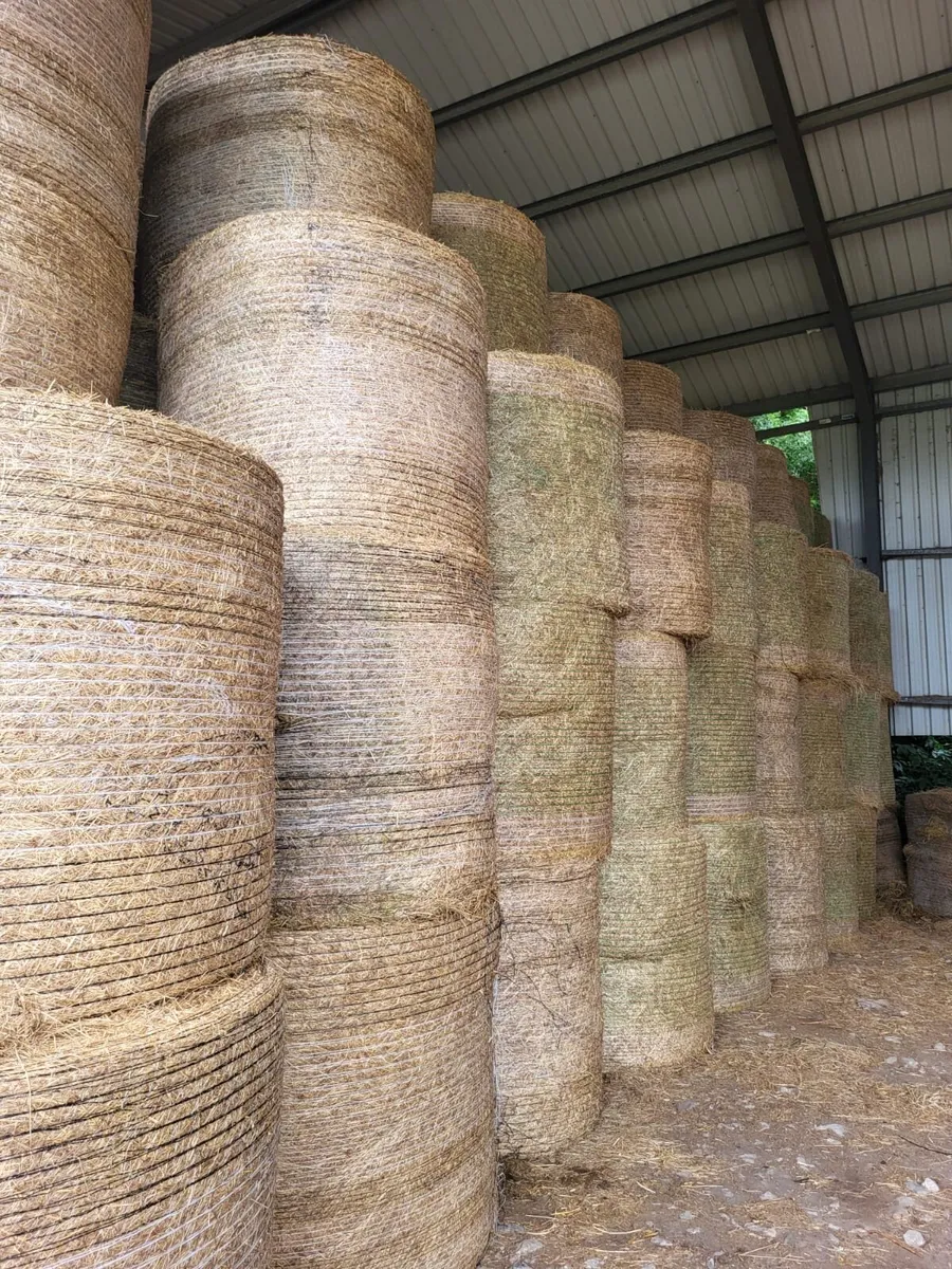 Hay and Straw - Image 4
