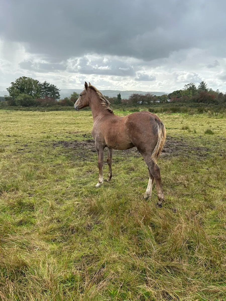 Traditional Irish Breed ISH Foal - Image 1