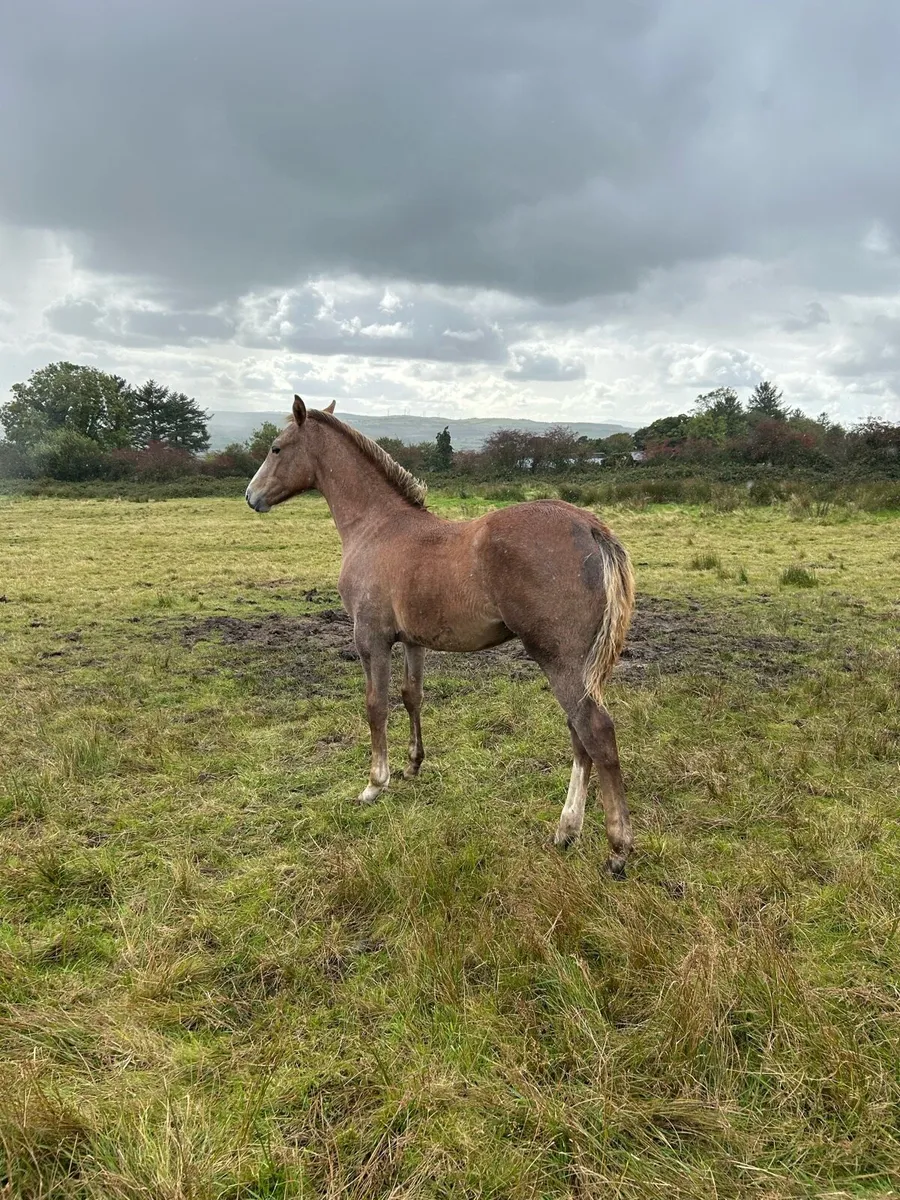 Traditional Irish Breed ISH Foal - Image 3