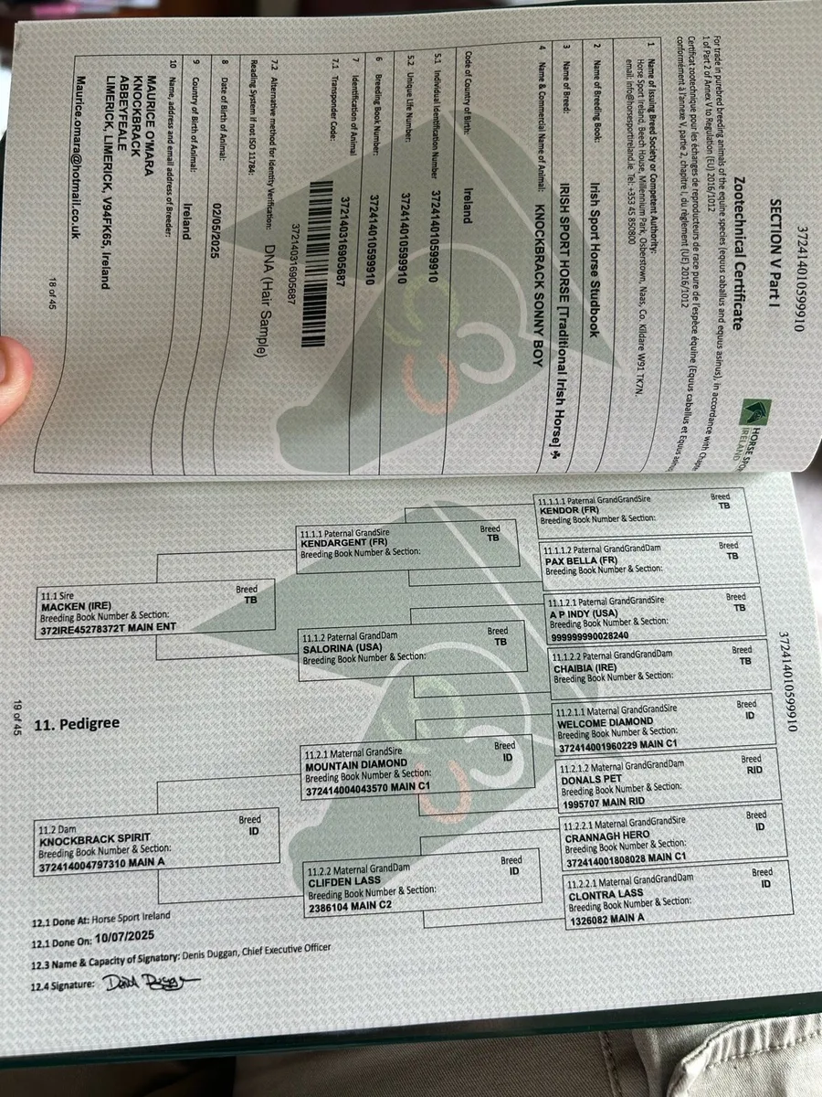 Traditional Irish Breed ISH Foal - Image 4