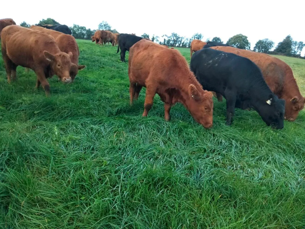 Stabiliser Bulls - Image 3