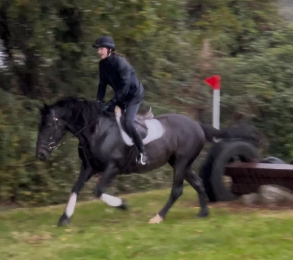 15.2hh Diamond Valley Prince mare hunter - Image 3