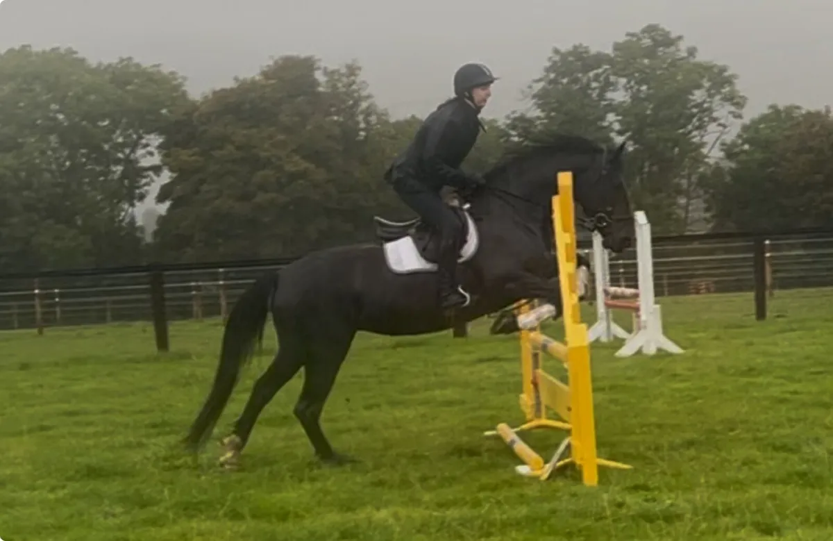 15.2hh Diamond Valley Prince mare hunter - Image 4