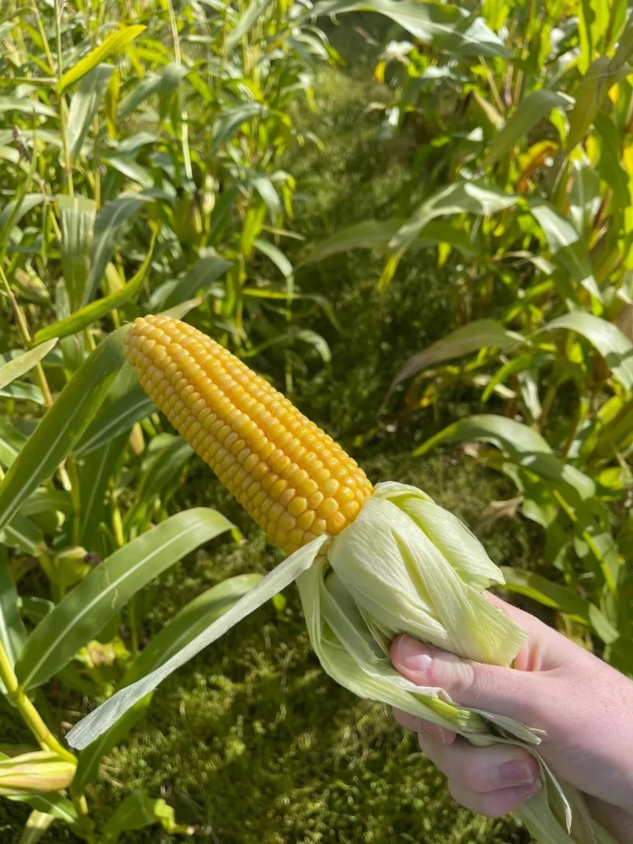 Maize - Image 1