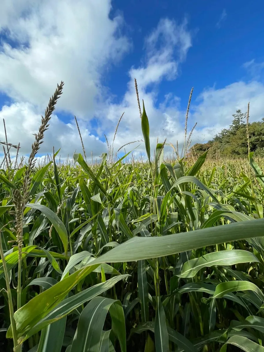 Maize - Image 3