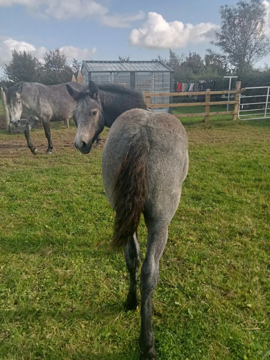 Connemara Colt.                 Silver Shadow mare - Image 3