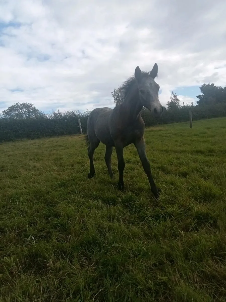 Connemara Colt.                 Silver Shadow mare - Image 1