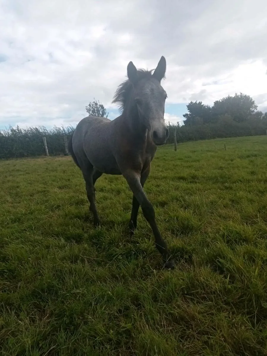 Connemara Colt.                 Silver Shadow mare - Image 2