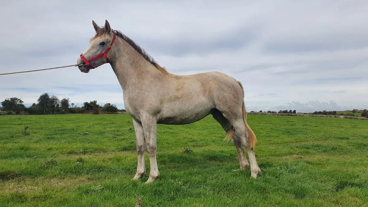 Irish draught filly yearling for sale - Image 1