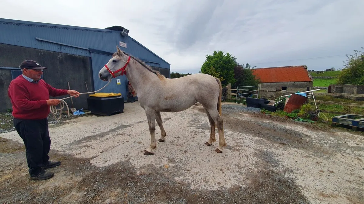 Irish draught filly yearling for sale - Image 2
