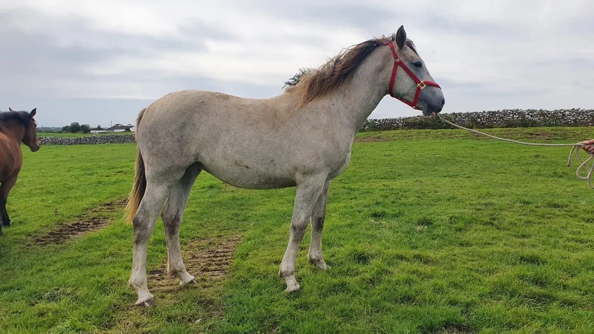 Irish draught filly yearling for sale - Image 3