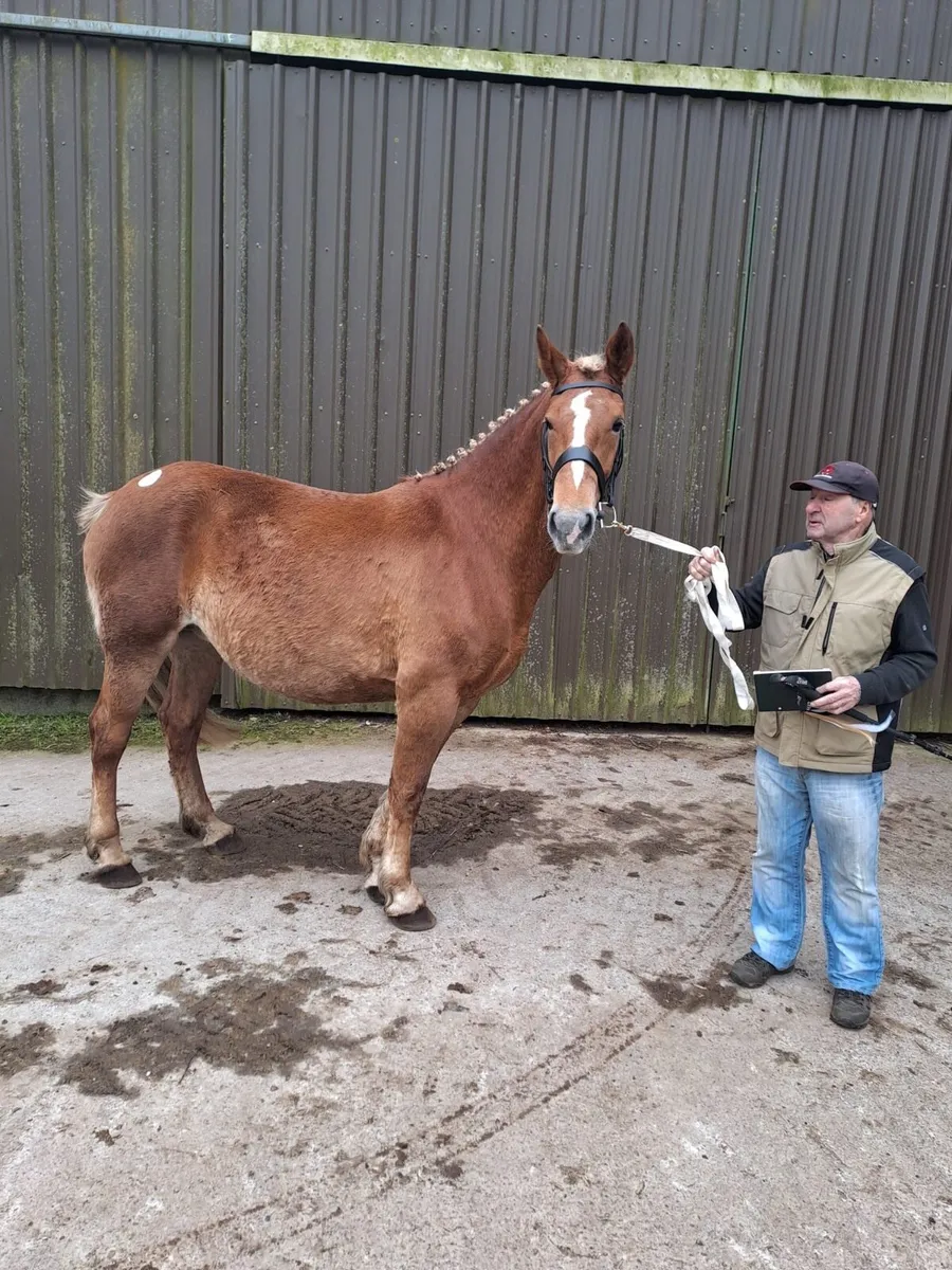 Irish draught filly yearling for sale - Image 4