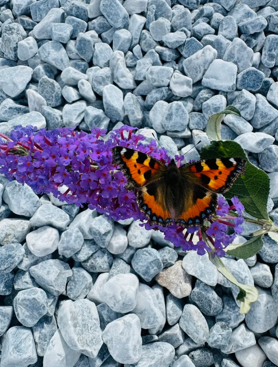 Marble chips, grave stones, chips, pebbles, pearl - Image 4